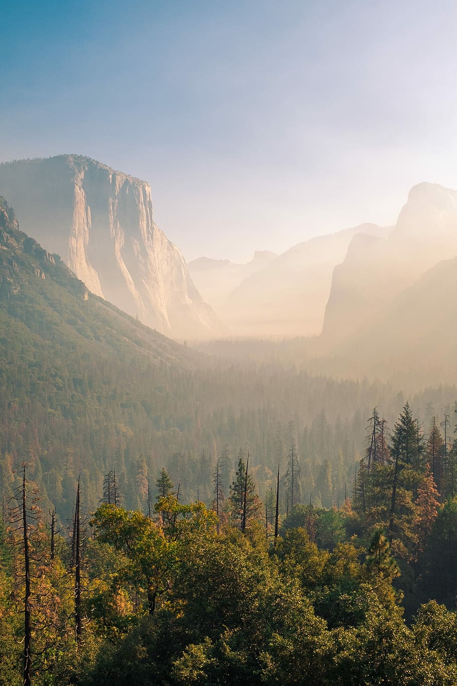 aerial photo of pine forest, trees covered with fog, mountain HD wallpaper