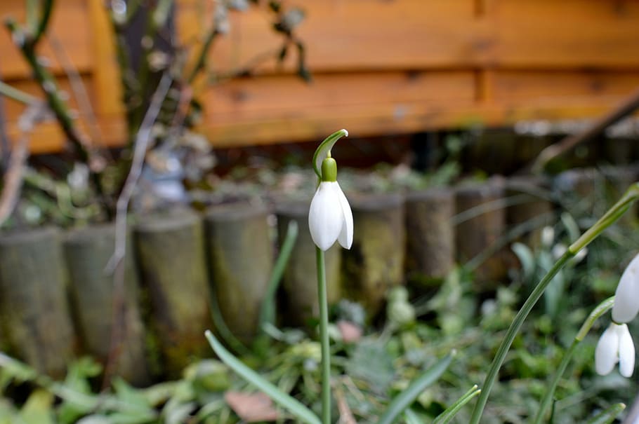 snowdrop, plant, nature, spring, flower, close, macro, growth HD wallpaper