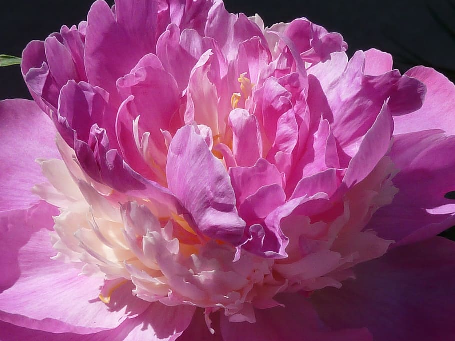 pink flower, peony, flowering plant, petal, beauty in nature HD wallpaper