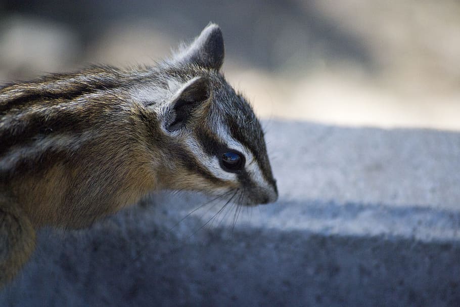 chipmunk, squirrel, mammal, rodent, small, creature, animal HD wallpaper