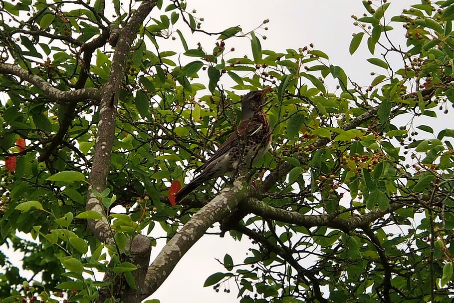 bird, tree, nature, branch, plant, low angle view, growth, plant part HD wallpaper