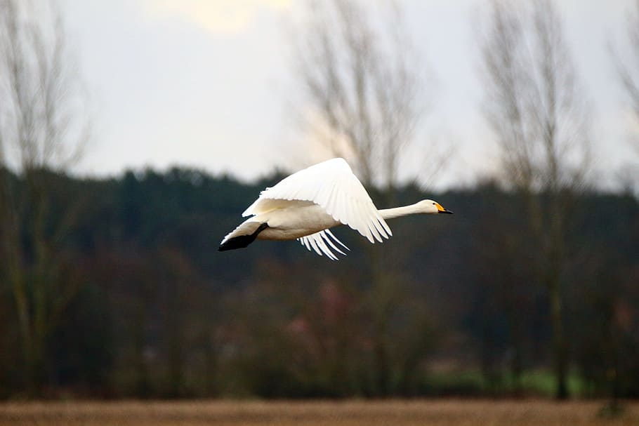 Whooper Swan, Migratory Bird, swans, birds, field, arable, flock of birds HD wallpaper