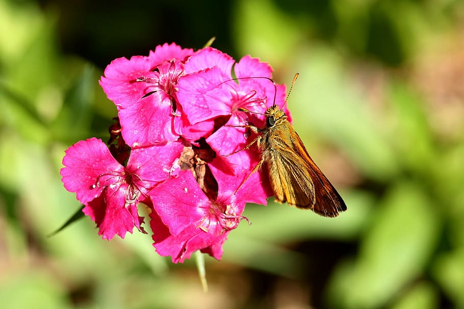 blossom, bloom, sweet william, insect, butterfly, red, garden HD wallpaper