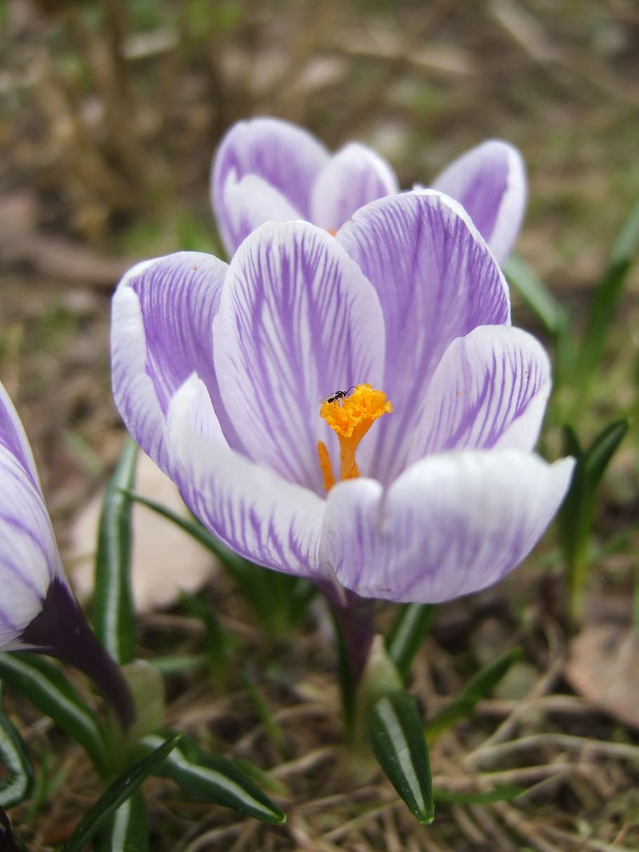 crocus, insect, spring, macro, nature, flying insect, flower HD wallpaper