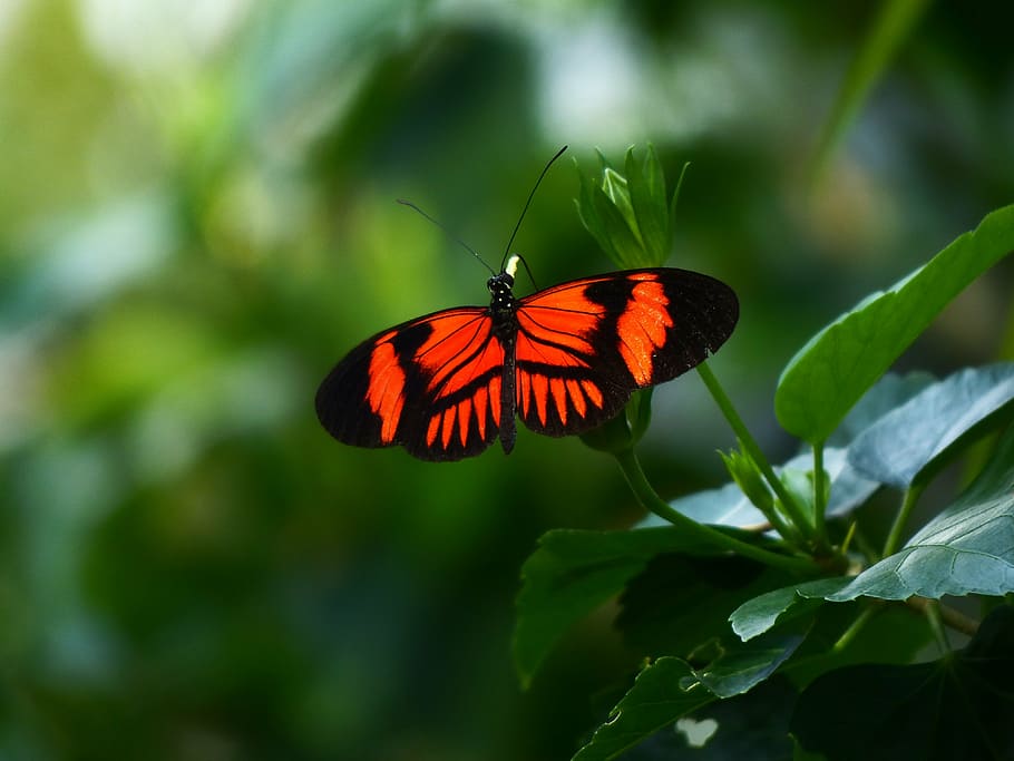 Doris longwing butterfly perched on green leaf, passion butterfly, HD wallpaper
