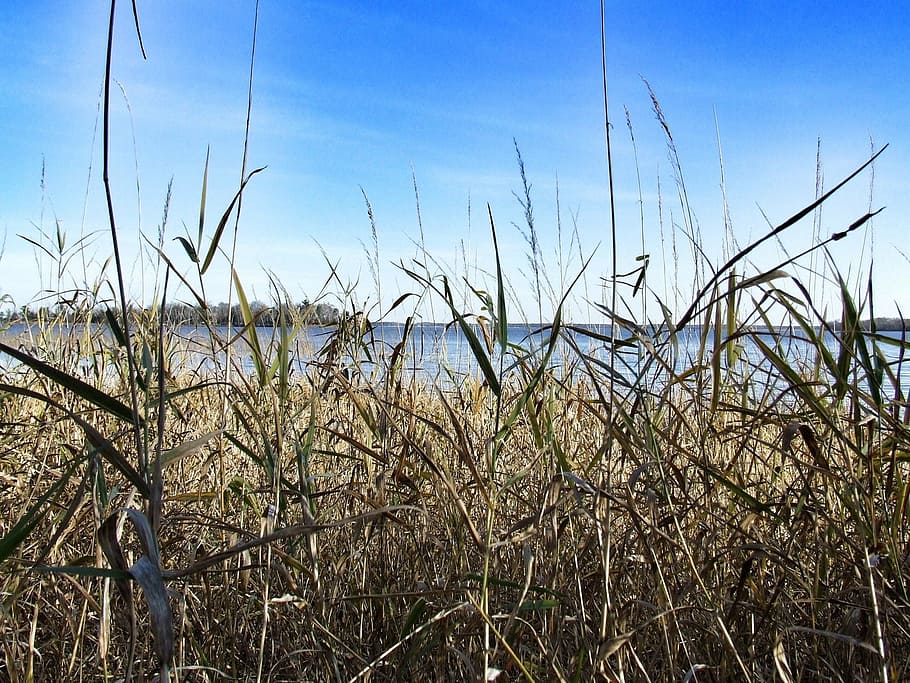 grass, lake, sky, landscape, water, outdoors, cloud, scenery HD wallpaper