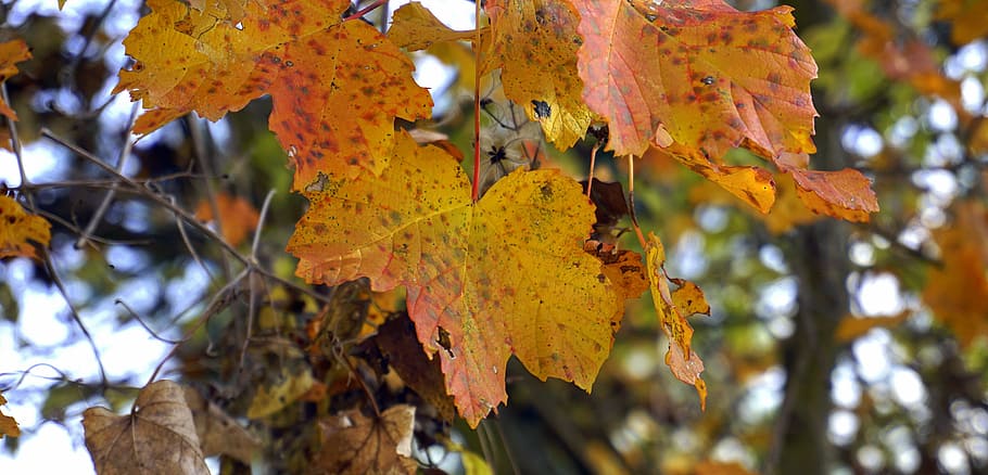 leaves, autumn, forest, trees, golden autumn, nature, red, orange HD wallpaper