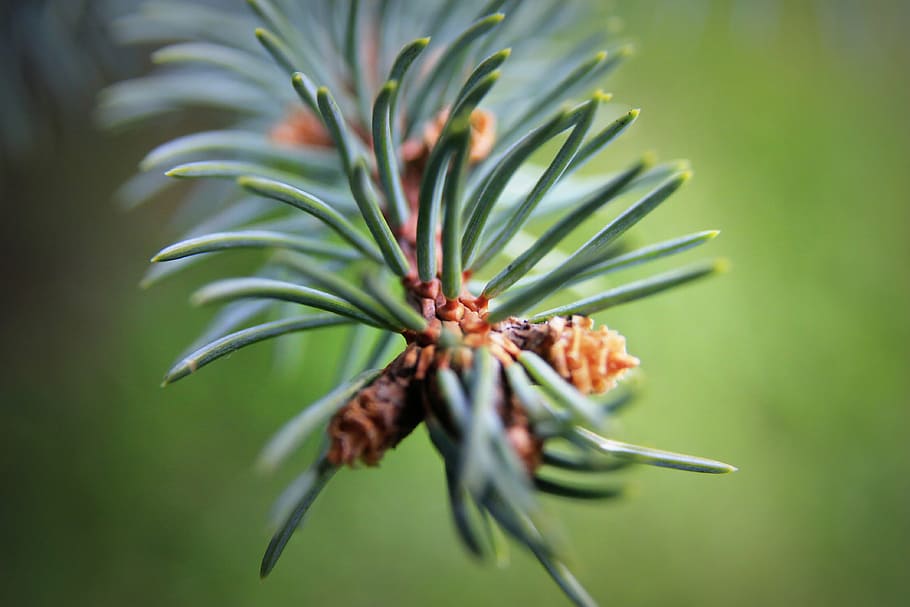 blur, close-up, focus, green, nature, plant, spruce, twig, twigs HD wallpaper