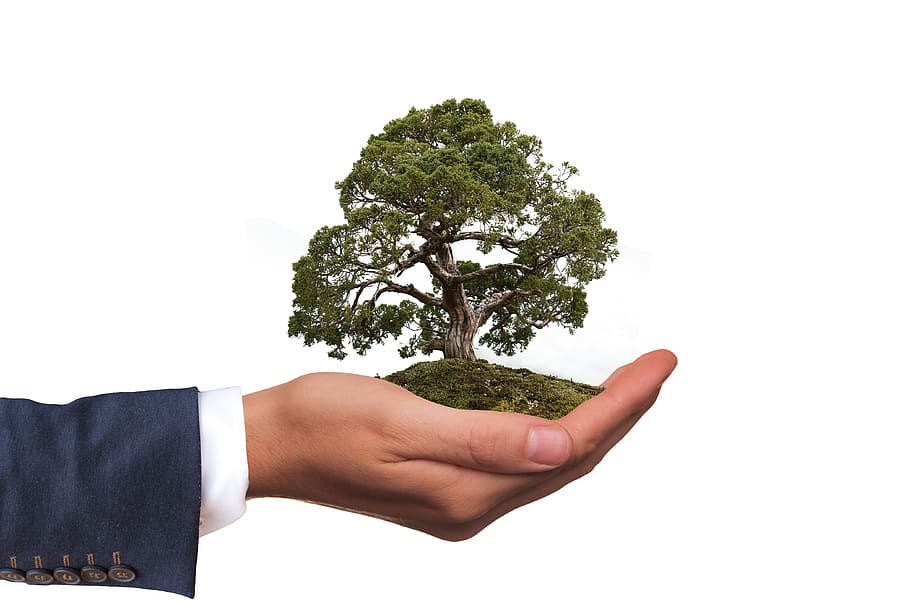person holding Tree Of Life figurine, environment, nature, nature conservation