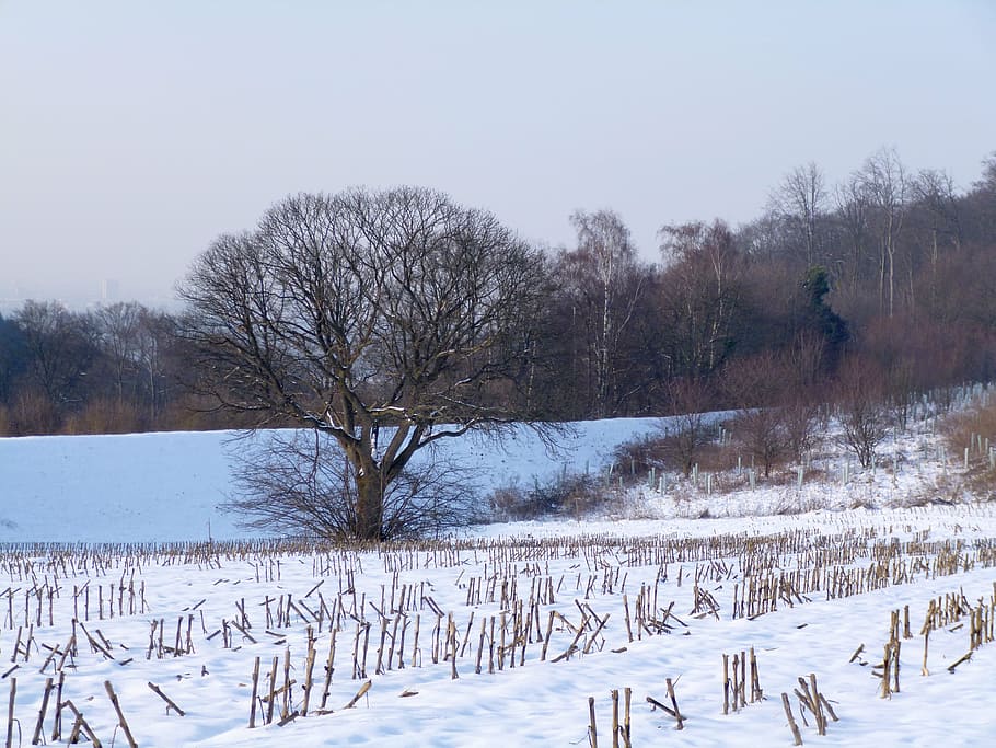 wintry, outdoor, nature, snow, cold temperature, winter, tree HD wallpaper