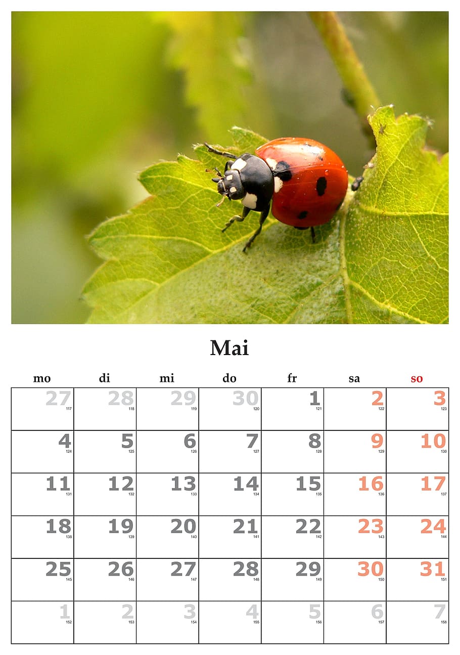 red and black ladybug calendar, month, may, may 2015, insect