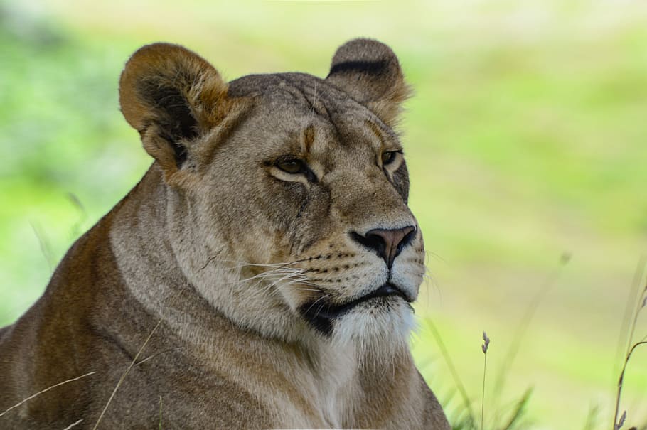 close-up photo of brown lioness, wild, safari, grass, park, zoo