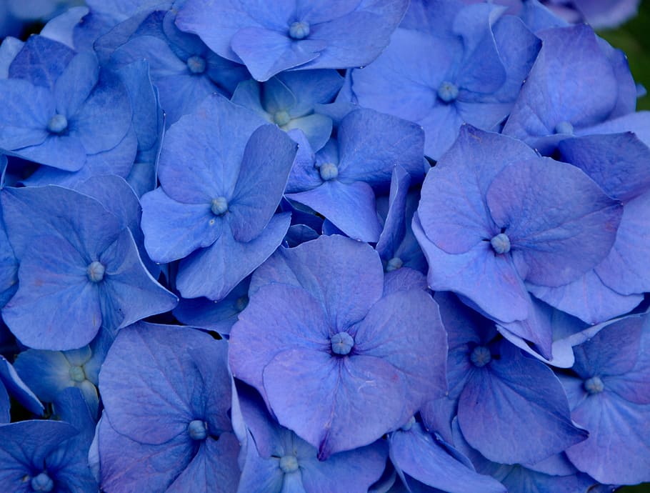 selective focus photography of purple flowers, hydrangea, blue HD wallpaper