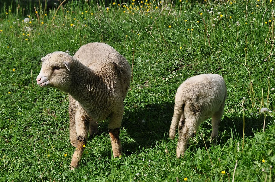 sheep, countryside, grass, animal, animal themes, mammal, plant HD wallpaper
