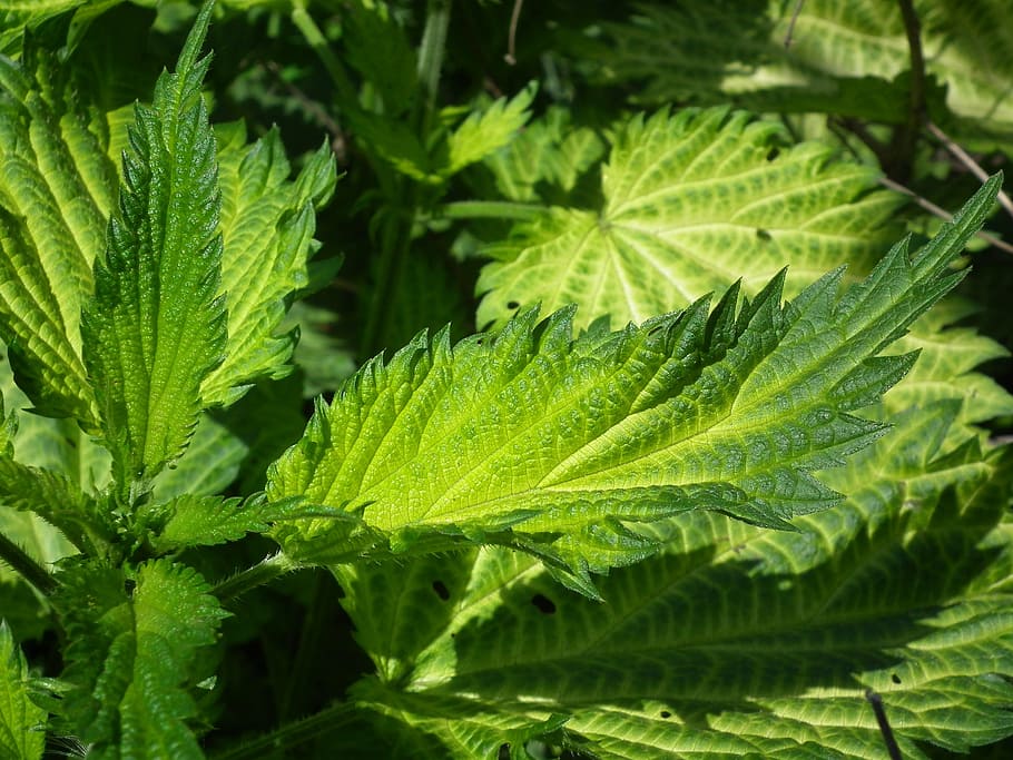 close up photo of green leaf at daytime, leaves, nettle, scratchy HD wallpaper