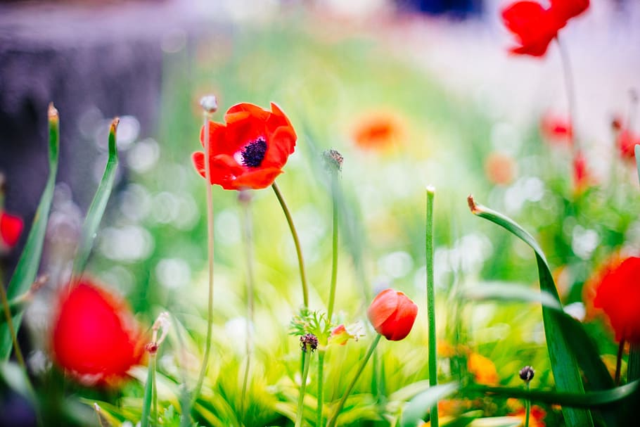 red, petal, green, leaf, plant, flowers, garden, field, farm HD wallpaper