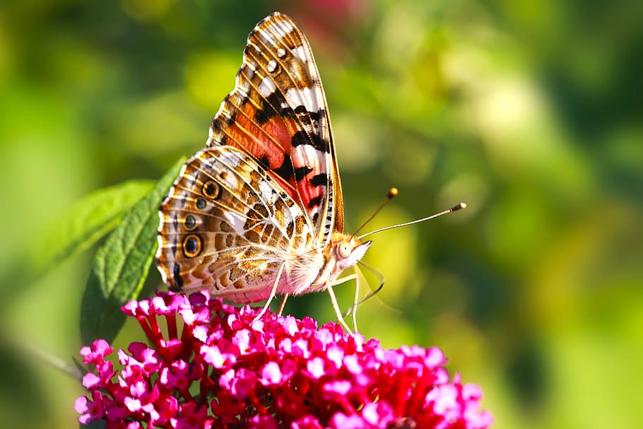 macro, butterfly, flowers, spring, invertebrate, animal wildlife HD wallpaper