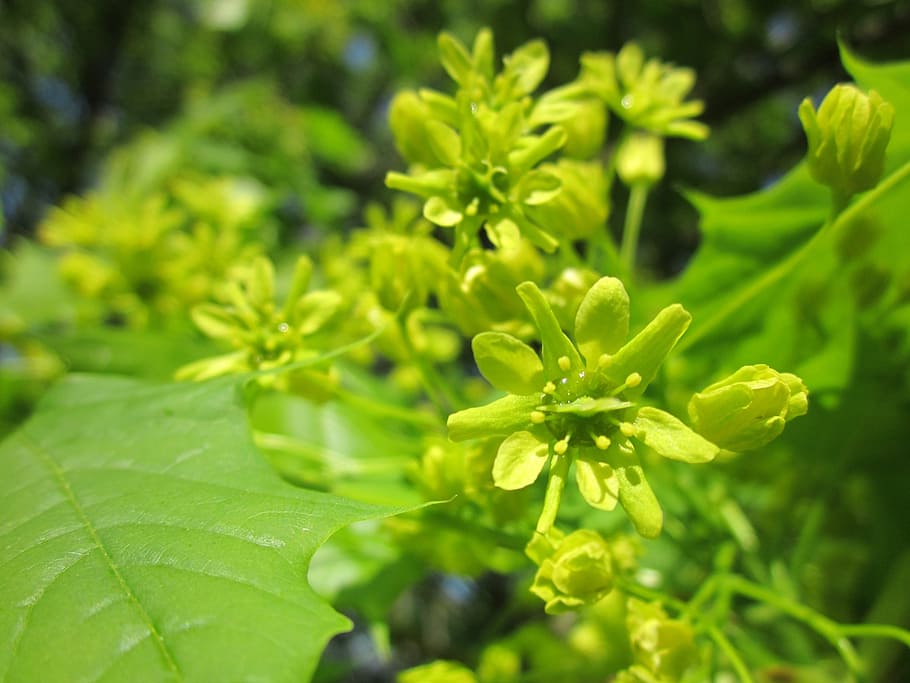 acer, maple, tree, blooming, inflorescence, flora, botany, plant HD wallpaper