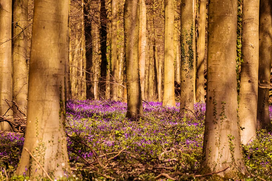 Bluebells, Woodland, Springtime, Flowers, trees, outdoors, purple, HD wallpaper