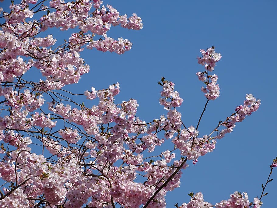 spring, nature, flowers, fragility, blossom, tree, springtime HD wallpaper
