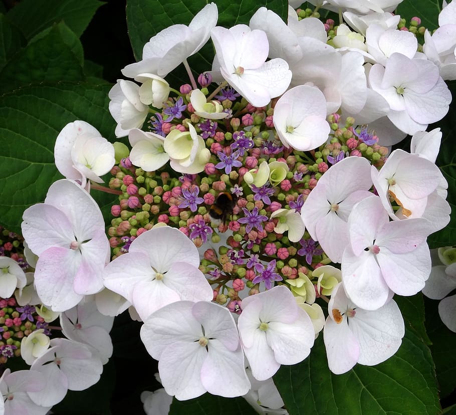 blossom, bloom, hydrangea, hummel, close, white, blue, pink HD wallpaper