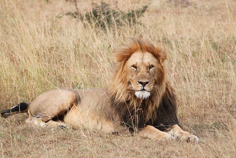 lion, safari, africa, wild, wildlife, animal, nature, cat, mammal HD wallpaper