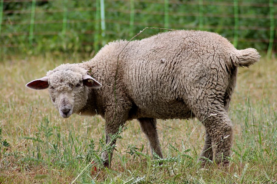 sheep, lamb, pasture, wool, soccer, animals, nature, animal themes HD wallpaper