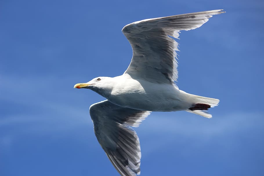 seagull, fly, seattle, animal wildlife, animals in the wild HD wallpaper