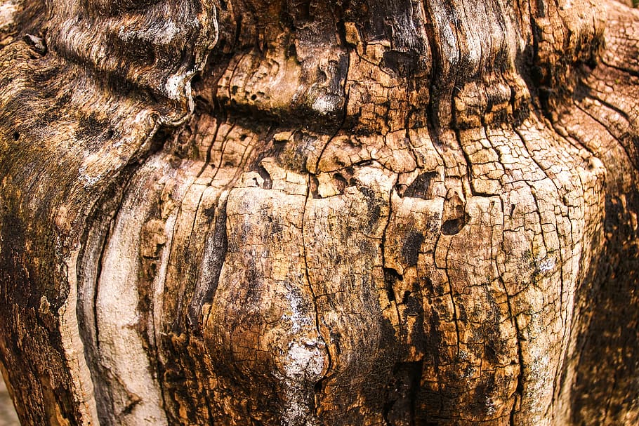 brown wooden tree trunk closeup photography, nature, texture HD wallpaper