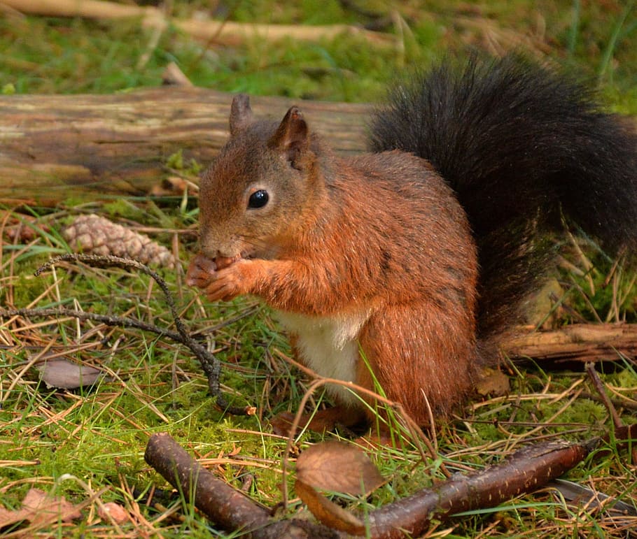 Squirrel, Formby, Eat, Nuts, Forest, red, one animal, rodent HD wallpaper