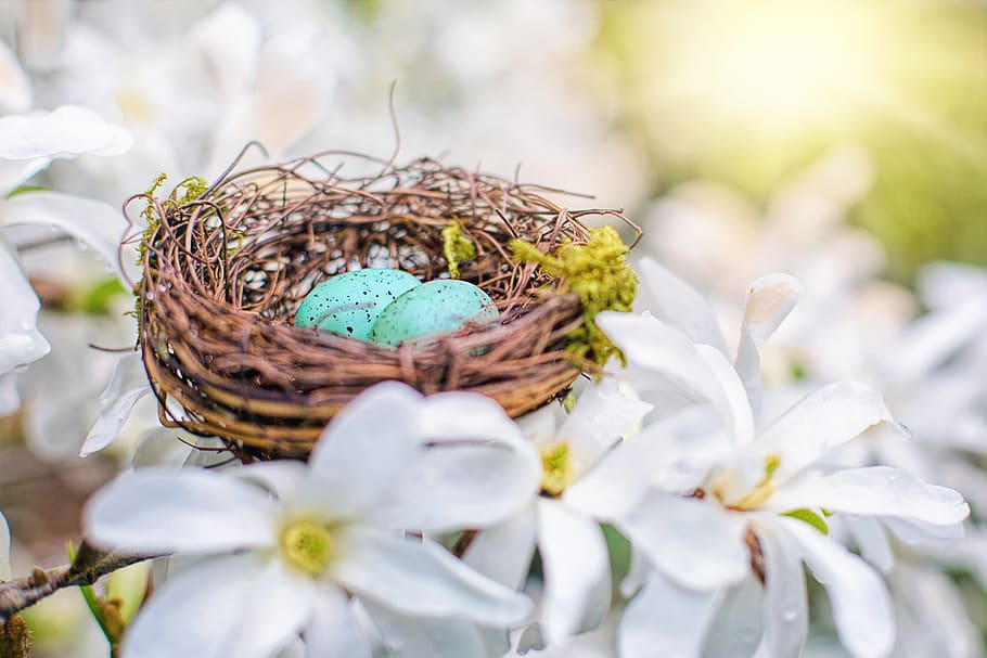 nest, robin eggs, spring, nature, easter, springtime, dogwood, HD wallpaper