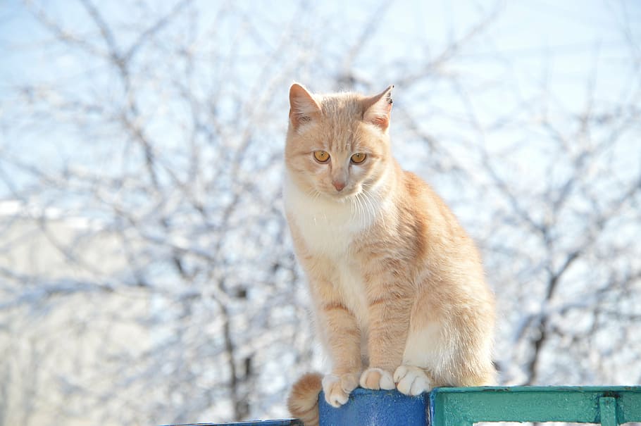 orange tabby cat sitting on blue post, redhead, winter, red-headed cat HD wallpaper
