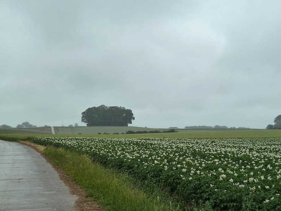 Belgium, Landscape, Clouds, sky, rain, wet, field, trees, fields HD wallpaper