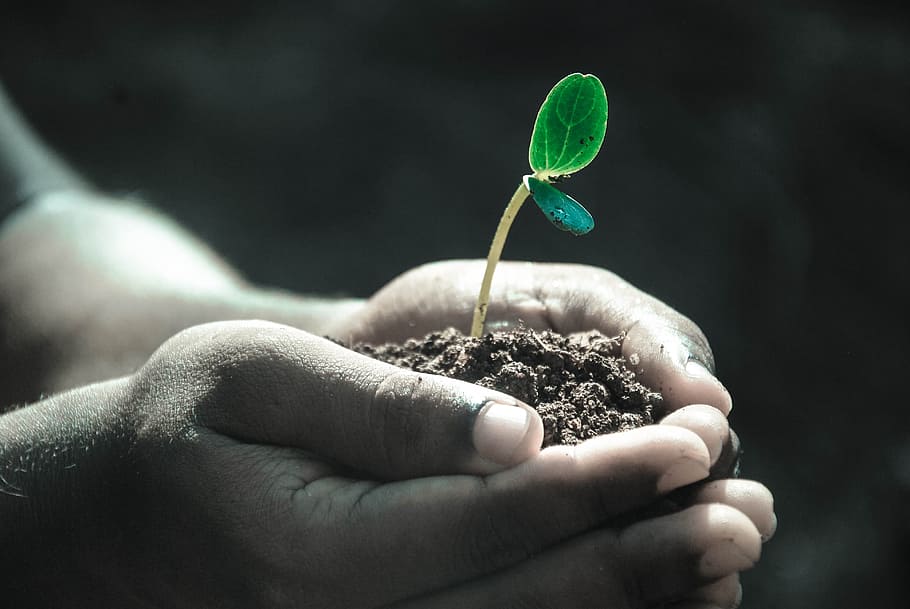 person planting tree, hands, macro, soil, human hand, human body part