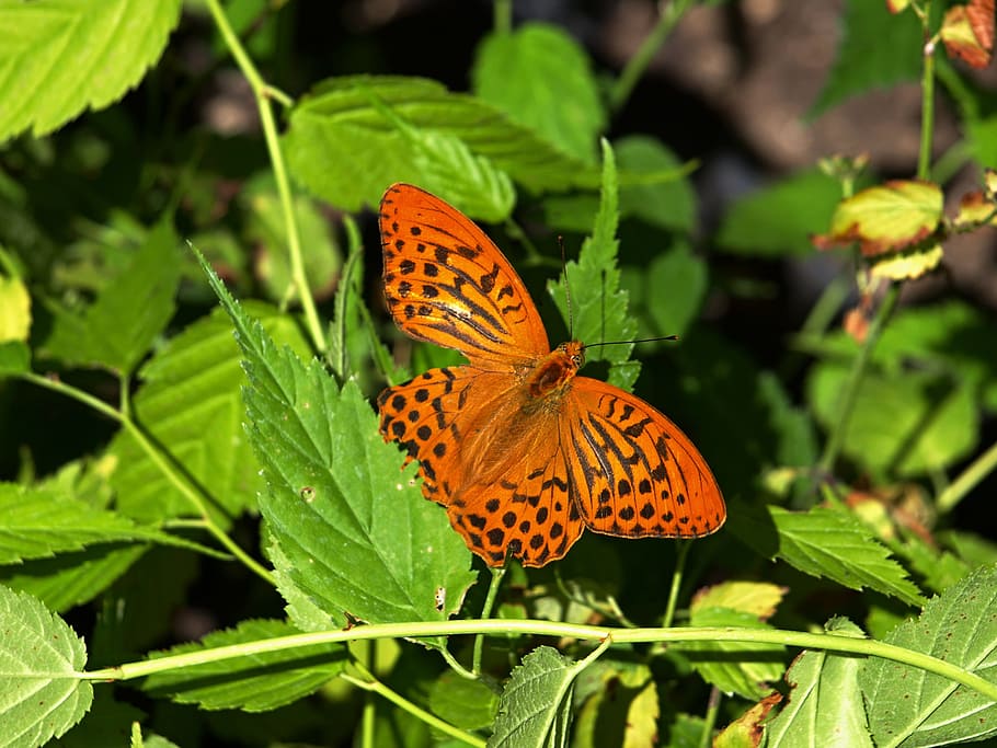 butterfly, forest, animal wildlife, insect, animal themes, invertebrate HD wallpaper