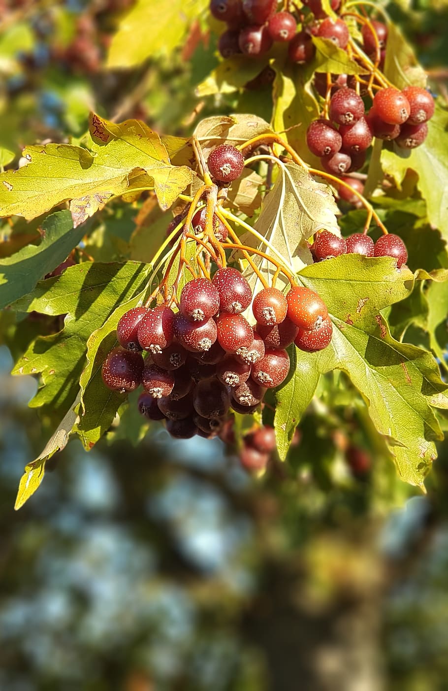 tree, autumn, tree fruit, leaves, food and drink, healthy eating HD wallpaper