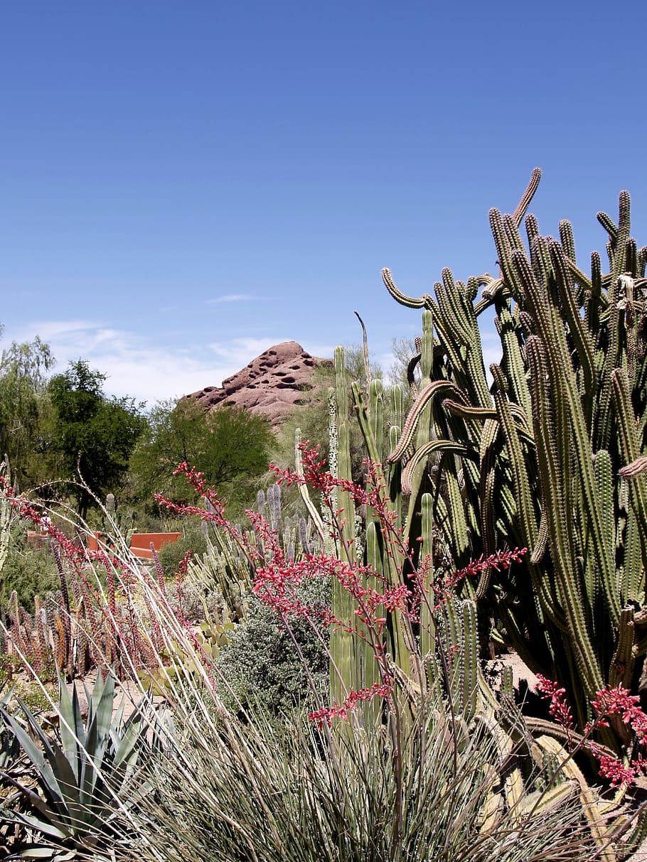 cactus, plants, red, rock, hill, landscape, nature, scenery HD wallpaper