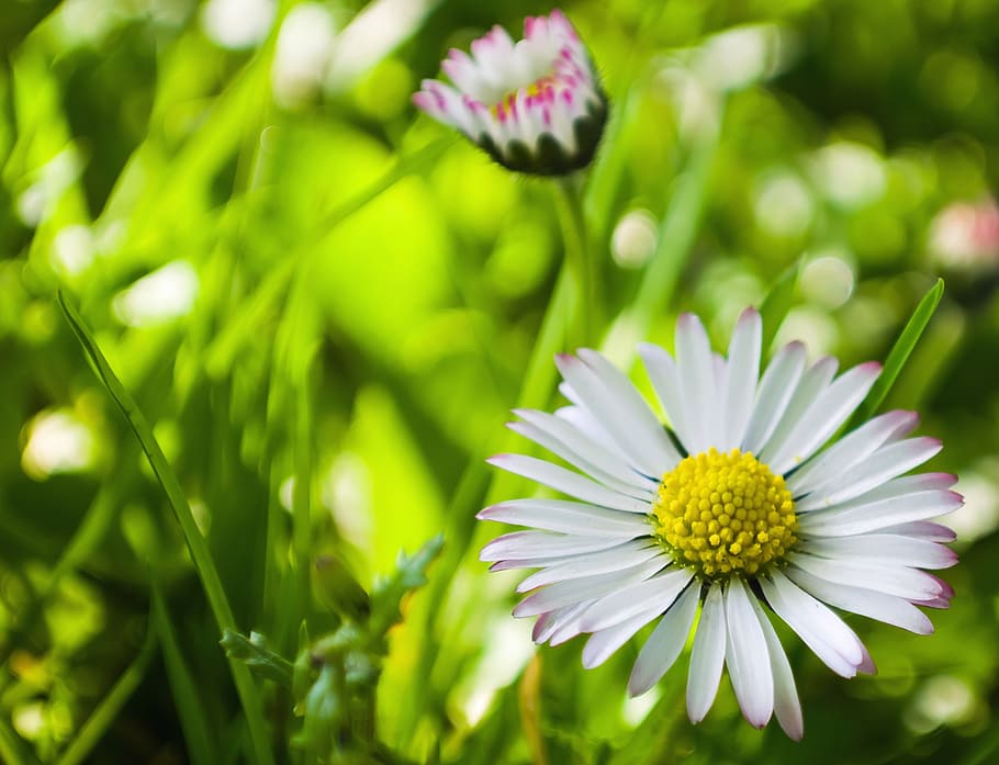 white flowers, dandelion, dandelions, light effect, fluff, nature HD wallpaper
