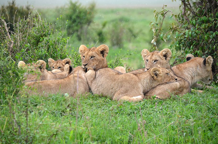 Pride of Lions in Kenya, photos, grass, public domain, wildlife