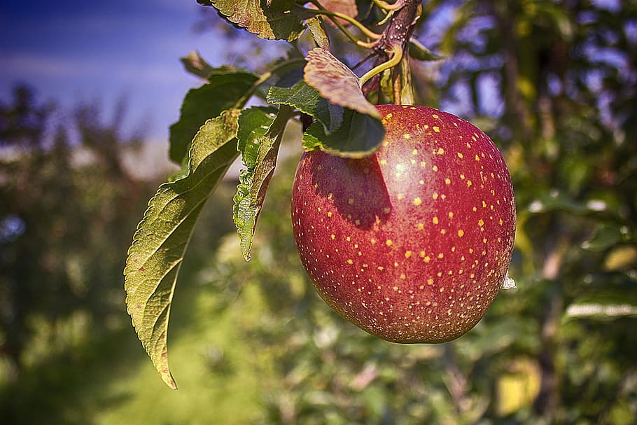 apple, tree, improvement, orchard, fruits, food, food and drink HD wallpaper