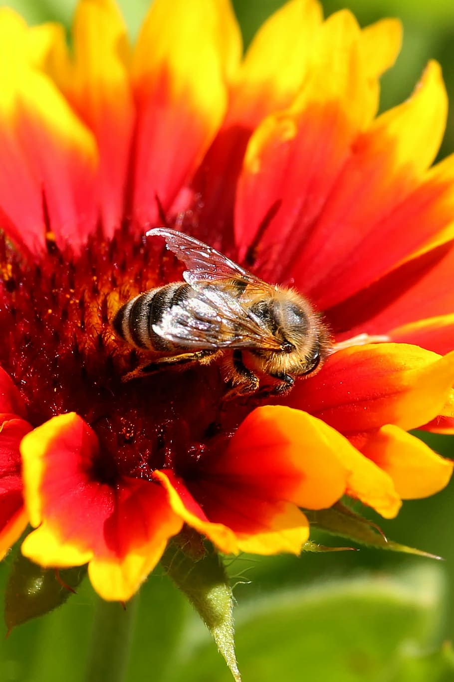flower, blossom, bloom, insect, bee, red yellow, plant, one animal HD wallpaper