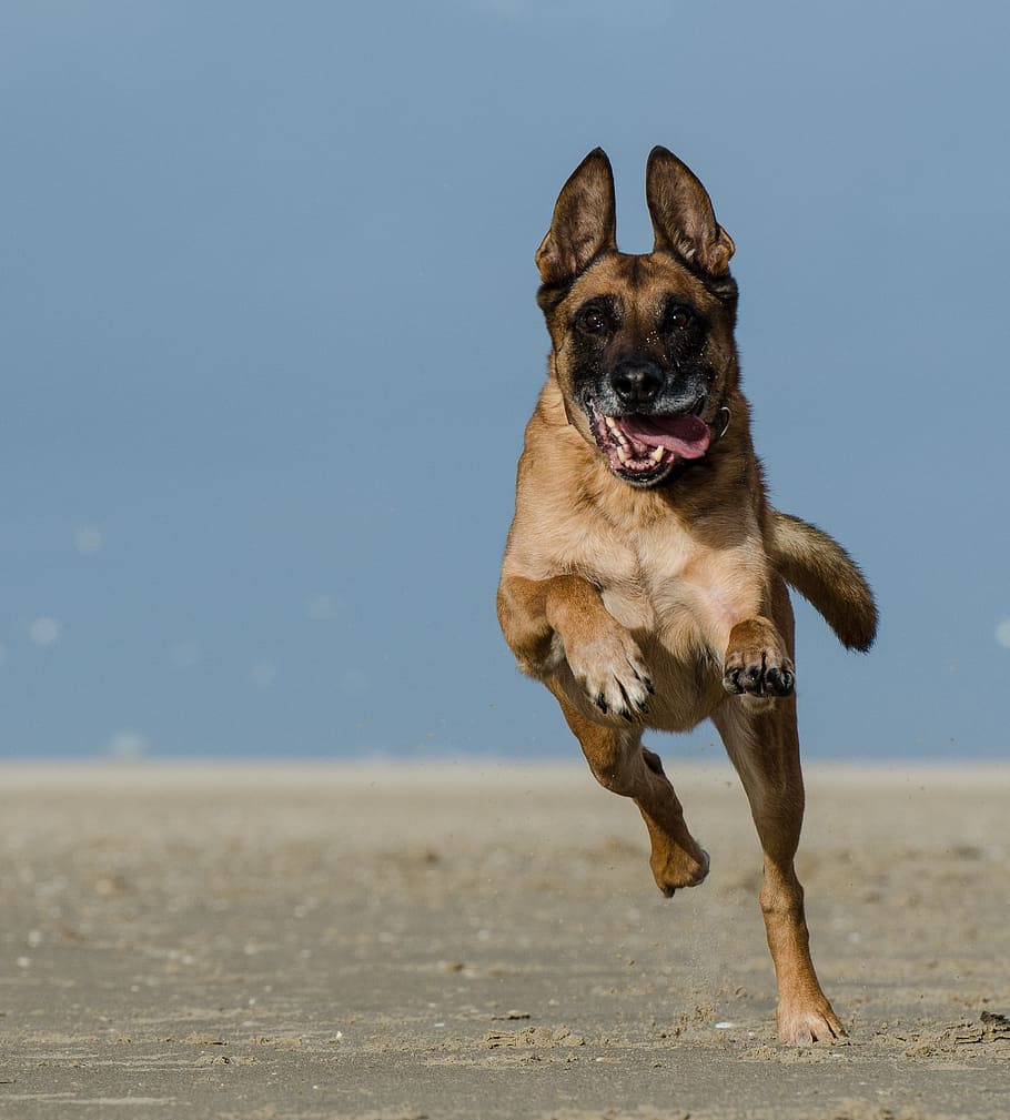 Belgian Shepherd Dog, Malinois, running dog, schäfer dog, attention, HD wallpaper