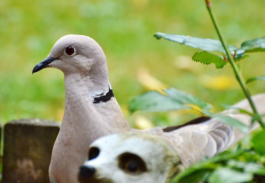 Dove, Collared, Bird, Poultry, foraging, animal, animal world HD wallpaper