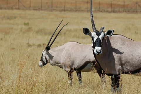 HD wallpaper: kudo, antelope, animal, safari, brown, horn, bush, one horn |  Wallpaper Flare