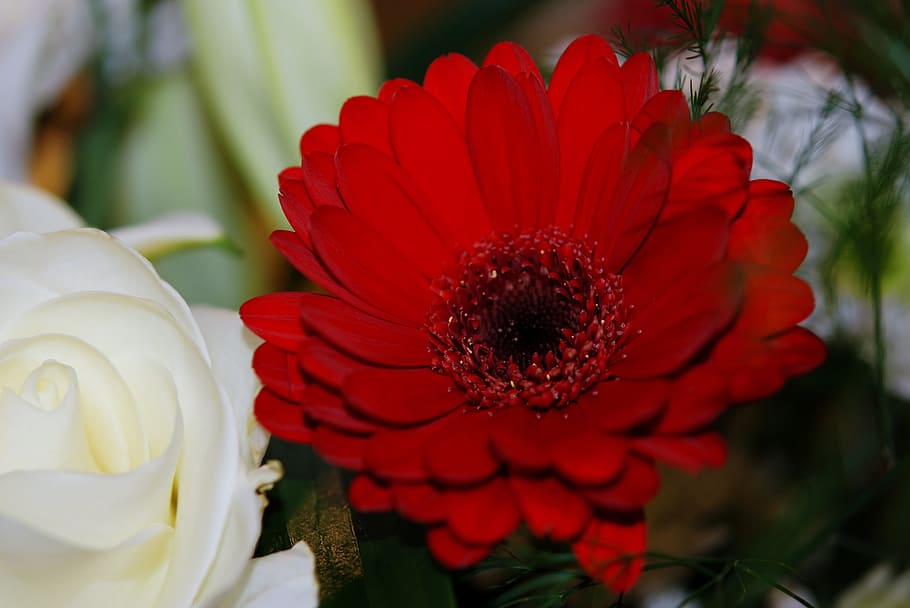 Nature, Flower, Leaf, Red, Green, sky, plant, petal, fragility HD wallpaper
