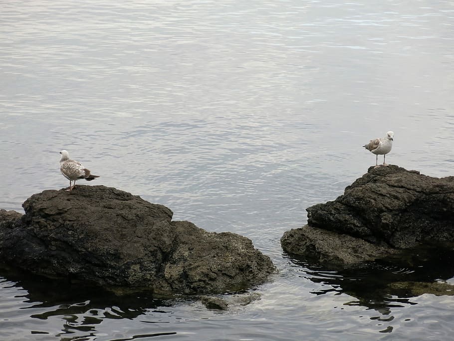 Gulls, Separated, Sea, Bird, Bird, Rock, animals in the wild HD wallpaper