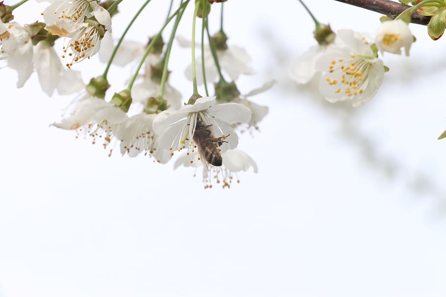 flowers, cherry, bloom, bee, macro, insect, insects, spring, HD wallpaper