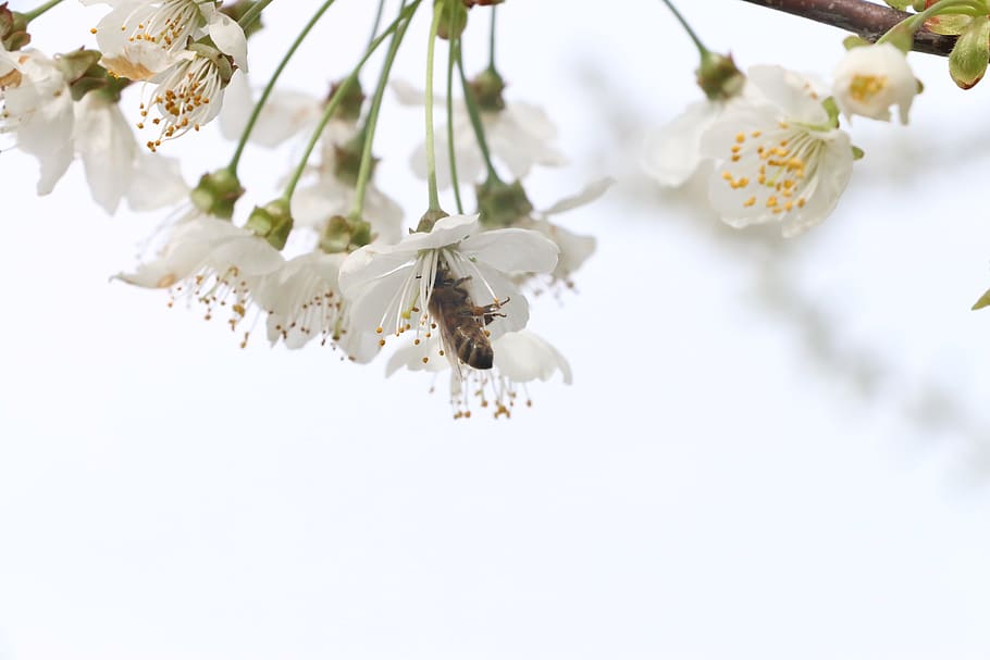 flowers, cherry, bloom, bee, macro, insect, insects, spring HD wallpaper