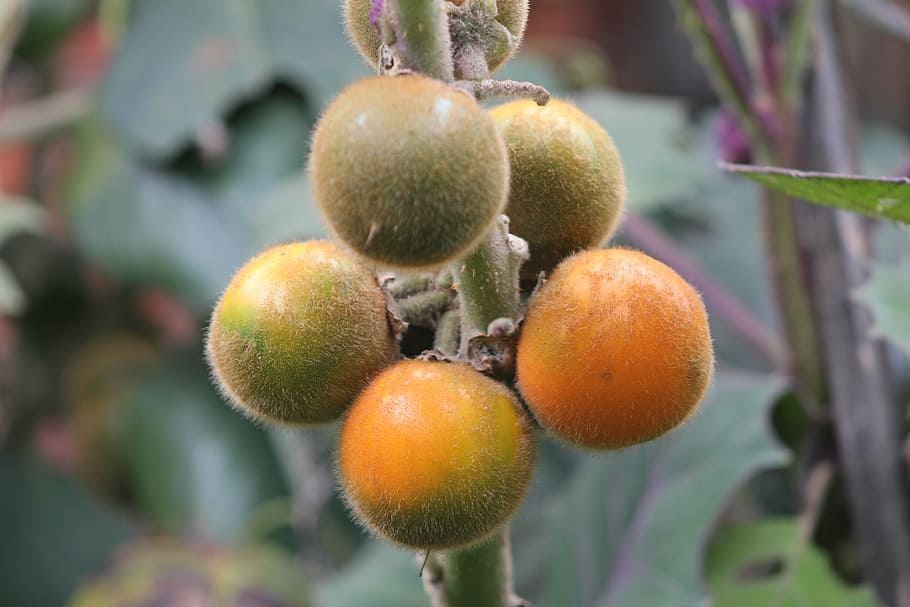 fruit, nature, vegetable, vegetation, food, plant, healthy eating HD wallpaper