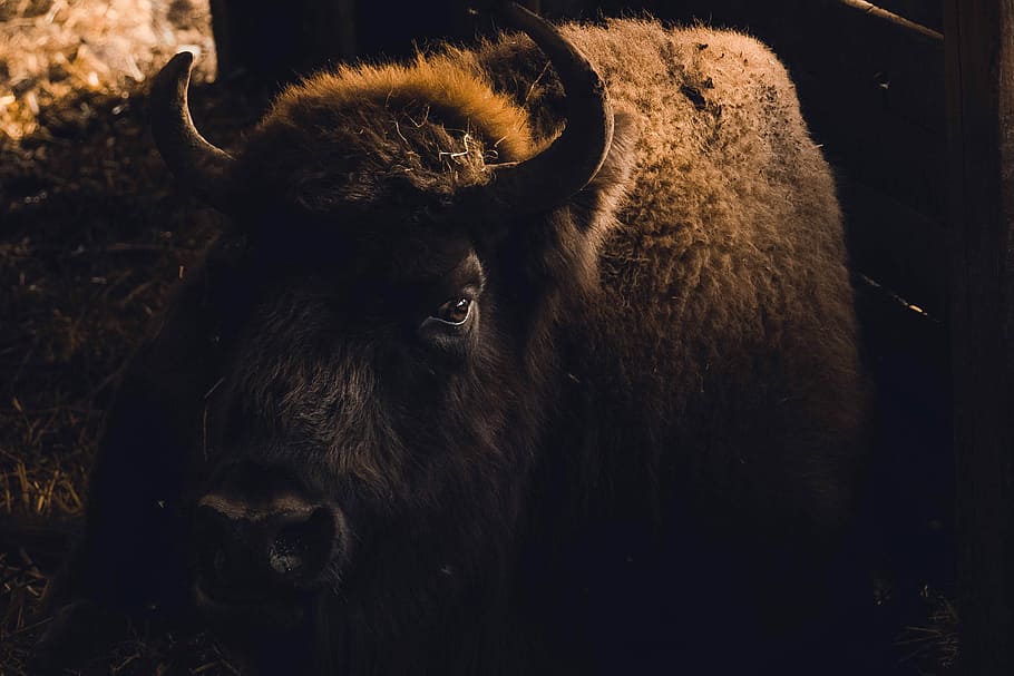 brown buffalo, brown bison close-up photo, horns, wild, beast HD wallpaper